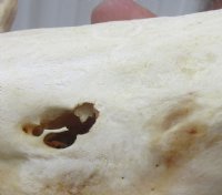 Large Warthog Skulls (appx 12" to 15") with tusk (appx 6" to 8") commercial grade - $140.00 each; 3 pcs @ $125.00 each