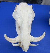 Large Warthog Skulls (appx 12" to 15") with tusk (appx 6" to 8") commercial grade - $140.00 each; 3 pcs @ $125.00 each