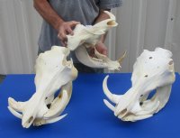 Real African Warthog Skull with Authentic Tusks - B-Grade Large/Medium (12"-15") - $100 each; 3 pcs @ $90 each
