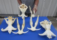 Real African Warthog Skull with Authentic Tusks - B-Grade Large/Medium (12"-15") - $100 each; 3 pcs @ $90 each