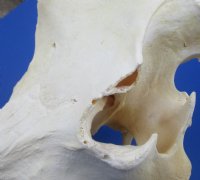 Real African Warthog Skull with Authentic Tusks - B-Grade Large/Medium (12"-15") - $100 each; 3 pcs @ $90 each