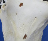 Real African Warthog Skull with Authentic Tusks - B-Grade Large/Medium (12"-15") - $100 each; 3 pcs @ $90 each