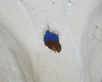 Real African Warthog Skull with Authentic Tusks - B-Grade Large/Medium (12"-15") - $100 each; 3 pcs @ $90 each