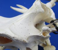 Real African Warthog Skull with Authentic Tusks - B-Grade Large/Medium (12"-15") - $100 each; 3 pcs @ $90 each