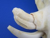 Real African Warthog Skull with Authentic Tusks - B-Grade Large/Medium (12"-15") - $100 each; 3 pcs @ $90 each