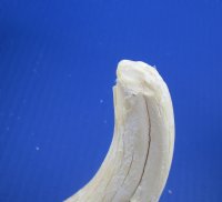 Real African Warthog Skull with Authentic Tusks - B-Grade Large/Medium (12"-15") - $100 each; 3 pcs @ $90 each