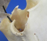 Real African Warthog Skull with Authentic Tusks - B-Grade Large/Medium (12"-15") - $100 each; 3 pcs @ $90 each