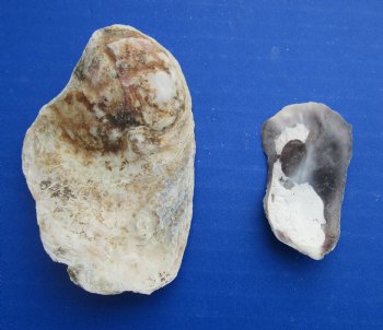 Wholesale Oyster shells for seashell crafts (loose) 3" to 4" - Case of 13 kilos @ $3.75/kilo