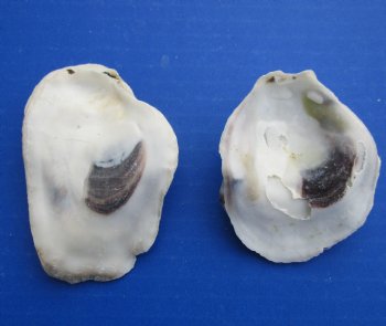 Wholesale Oyster shells for seashell crafts (loose) 3" to 4" - Case of 13 kilos @ $3.75/kilo