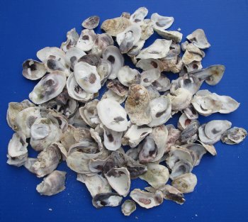 Wholesale Oyster shells for seashell crafts (loose) 3" to 4" - Case of 13 kilos @ $3.75/kilo