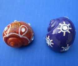 Wholesale Painted Decorative Hermit Crab shells - 50 pcs @ $.50 each; 200 pcs @ $.45 each