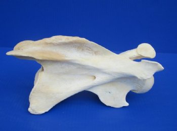 Wholesale African Giraffe single large neck vertebrae 10 to 13 inches long - $50 each; 3 pcs @ $45 each.