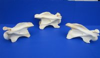 Wholesale African Giraffe single large neck vertebrae 10 to 13 inches long - $50 each; 3 pcs @ $45 each.