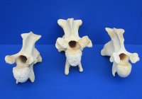 Wholesale African Giraffe single large neck vertebrae 10 to 13 inches long - $50 each; 3 pcs @ $45 each.