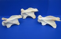 Wholesale African Giraffe single large neck vertebrae 10 to 13 inches long - $50 each; 3 pcs @ $45 each.