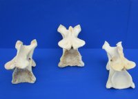 Wholesale African Giraffe single large neck vertebrae 10 to 13 inches long - $50 each; 3 pcs @ $45 each.