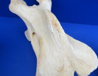 Wholesale African Giraffe single large neck vertebrae 10 to 13 inches long - $50 each; 3 pcs @ $45 each.