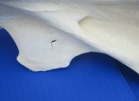 Wholesale African Giraffe single large neck vertebrae 10 to 13 inches long - $50 each; 3 pcs @ $45 each.