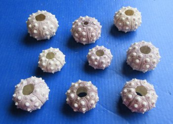 Sputnik sea urchin 2 inches to 3 inches - 10 pcs @ $1.00 each