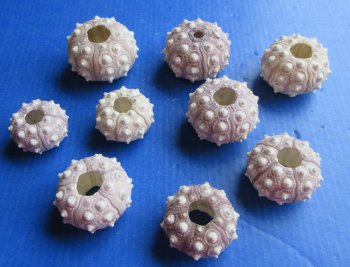 Sputnik sea urchin 2 inches to 3 inches - 10 pcs @ $1.00 each