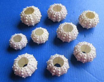 Sputnik sea urchin 2 inches to 3 inches - 10 pcs @ $1.00 each