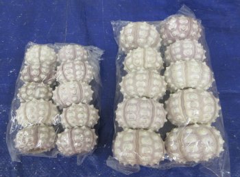 Sputnik sea urchins 2 inch to 3 inch - Case of 150 pcs @ $.90 each