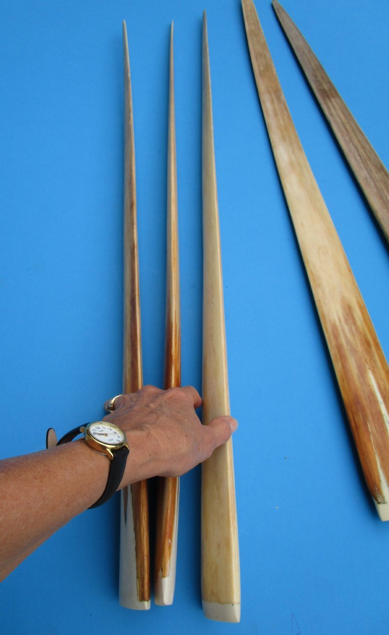 Wholesale Real SemiPolished Swordfish Bill for sale