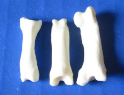 Wholesale coyote toe bones 3/4 to 1 inch - 100 pcs @ $.28 each; 500 pcs @ $.25 each