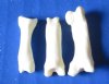 Wholesale coyote toe bones, cleaned and whitened 3/4 inches to 1 inches - Packed: 100 pcs @ $.28 each; Packed: 500 pcs @ $.25 each