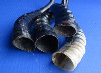 Wholesale Polished Blesbok Horns, commercial grade, 10 to 16 inches - $14.00 each; Pack of 8 @ $12.50 each (You will receive horns similar to those shown in the photo)  