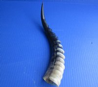Wholesale Polished Blesbok Horns, commercial grade, 10 to 16 inches - $14.00 each; Pack of 8 @ $12.50 each (You will receive horns similar to those shown in the photo)  