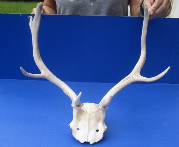 Wholesale Fallow Deer Horns and Skull Plate $65