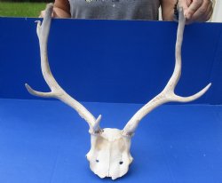 Wholesale Fallow De...