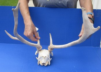 Wholesale Fallow Deer Horns and Skull Plate $65