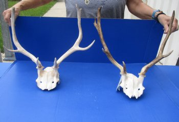 Wholesale Fallow Deer Horns and Skull Plate $65