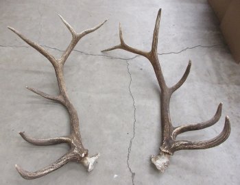 Pair of Elk Antlers 47 and 48 inches for sale - $500 - Pick Up Only!