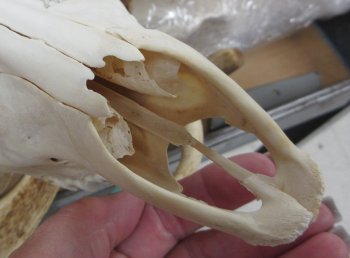 Fallow Deer Horns and Skull - $100 each; 3 or more @ $90.00 each