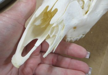 Fallow Deer Horns and Skull - $100 each; 3 or more @ $90.00 each