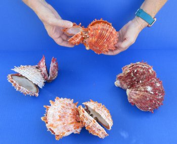 Wholesale Double Spondylus Princeps (Spiny Oyster Shell Pairs) 6" up to 9" -  $59 each 3 pcs @ $53 each