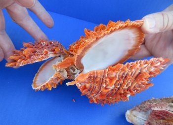 Wholesale Double Spondylus Princeps (Spiny Oyster Shell Pairs) 6" up to 9" -  $59 each 3 pcs @ $53 each