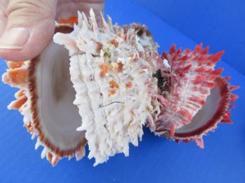 Wholesale Double Spondylus Princeps (Spiny Oyster Shell Pairs) 6" up to 9" -  $59 each 3 pcs @ $53 each