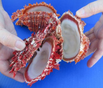 Wholesale Double Spondylus Princeps (Spiny Oyster Shell Pairs) 6" up to 9" -  $59 each 3 pcs @ $53 each