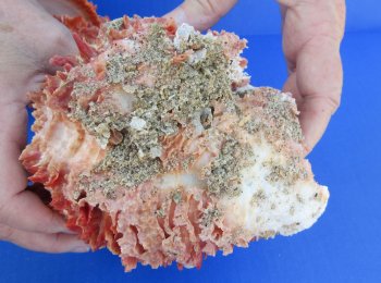 Wholesale Double Spondylus Princeps (Spiny Oyster Shell Pairs) 6" up to 9" -  $59 each 3 pcs @ $53 each