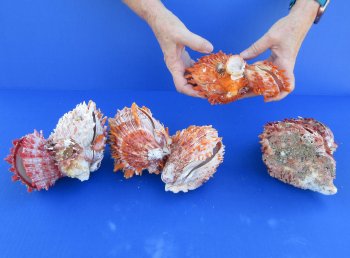Wholesale Double Spondylus Princeps (Spiny Oyster Shell Pairs) 6" up to 9" -  $59 each 3 pcs @ $53 each