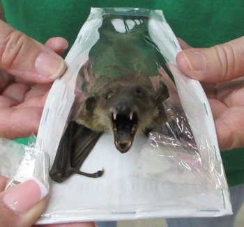Bulk Preserved Cave Nectar Bats (Eonycteris spelaea) - Face Down - $36.00 each; 4 or more @ $32.00 each