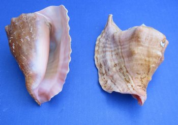 Wholesale Rooster-tail Conch Shells, Strombus gallus, 5 to 6 inches - 2 pcs @ $6.00 each, 12 pcs @ $5.40 each
