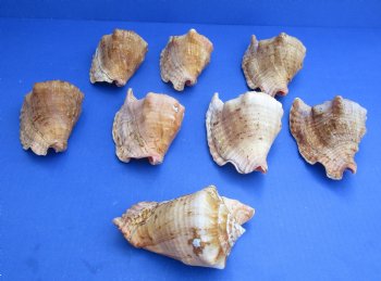 Wholesale Rooster-tail Conch Shells, Strombus gallus, 5 to 6 inches - 2 pcs @ $6.00 each, 12 pcs @ $5.40 each