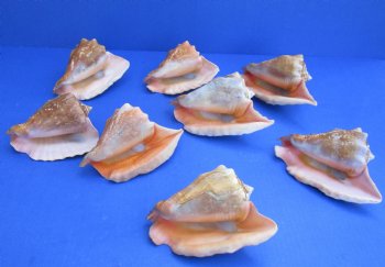 Wholesale Rooster-tail Conch Shells, Strombus gallus, 5 to 6 inches - 2 pcs @ $6.00 each, 12 pcs @ $5.40 each