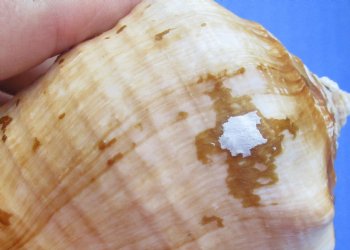 Wholesale Rooster-tail Conch Shells, Strombus gallus, 5 to 6 inches - 2 pcs @ $6.00 each, 12 pcs @ $5.40 each