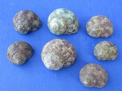 Wholesale Turbo Stenogyrus, natural shells  3/4 inch to 1-1/2 inches - 1 gallon @ $6.50/gallon